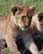 picture of lion cubs seen during Kenya mission